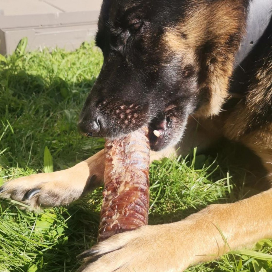 Trachée de Bœuf XXL 30 cm – Friandise Naturelle pour Chien