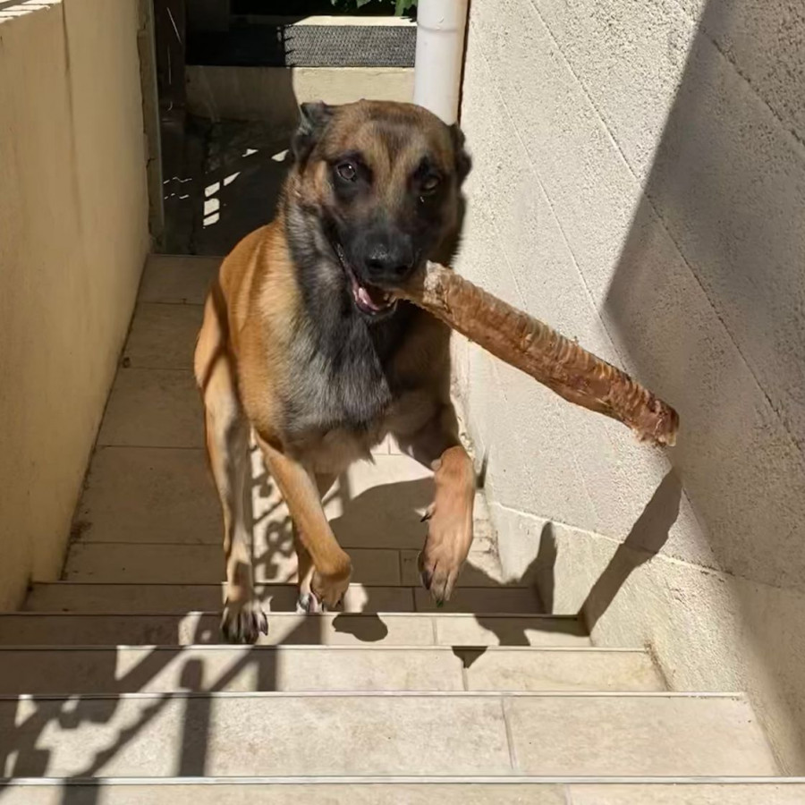 Trachée de Bœuf XXL 30 cm – Friandise Naturelle pour Chien