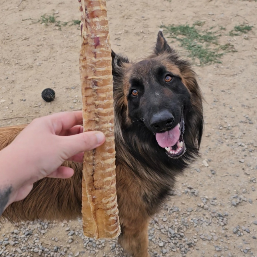 Trachée de Bœuf XXL 30 cm – Friandise Naturelle pour Chien