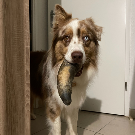 Corne de bœuf pleine avec poils XL