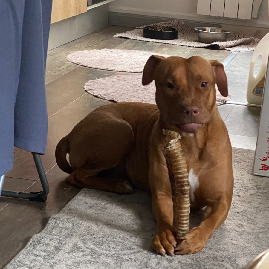 Trachée de Bœuf XXL 30 cm – Friandise Naturelle pour Chien