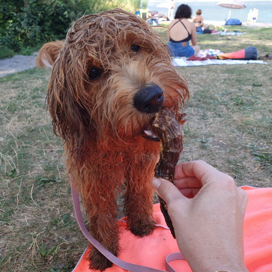Cou de Canard