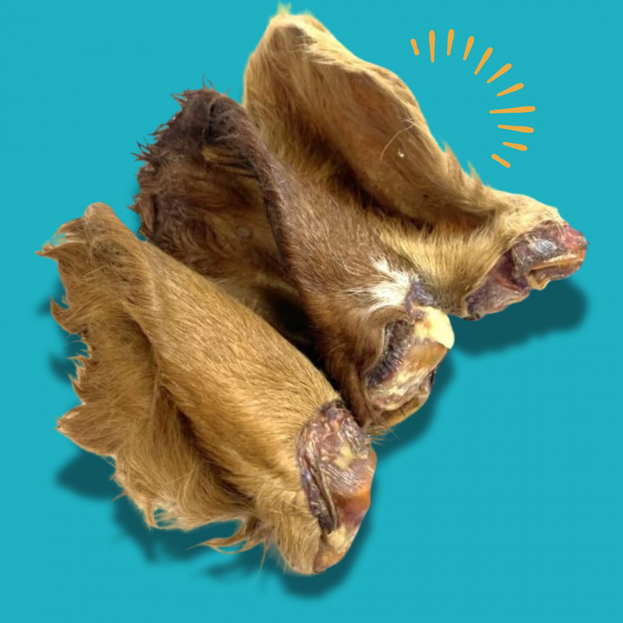 Oreille de bœuf poilue