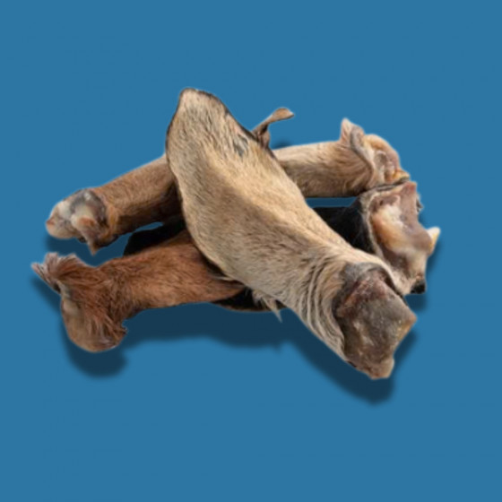 Oreille de Chèvre Poilue