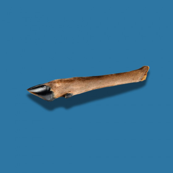 Jambe de chevreuil