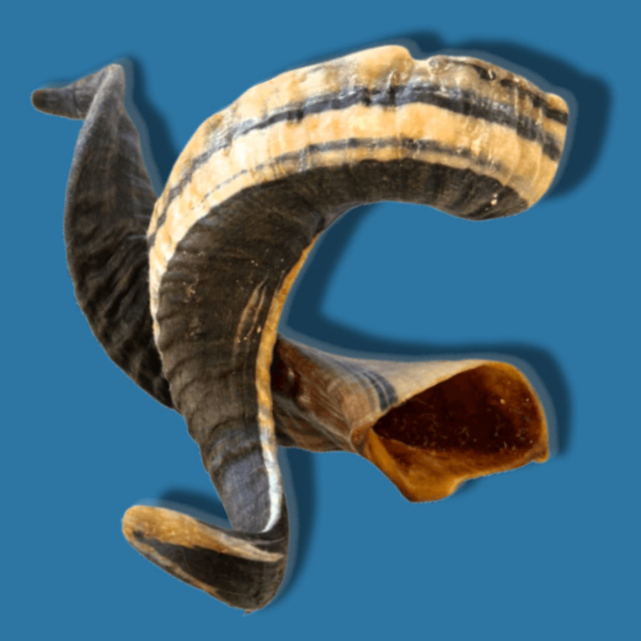 Corne de mouton  - M