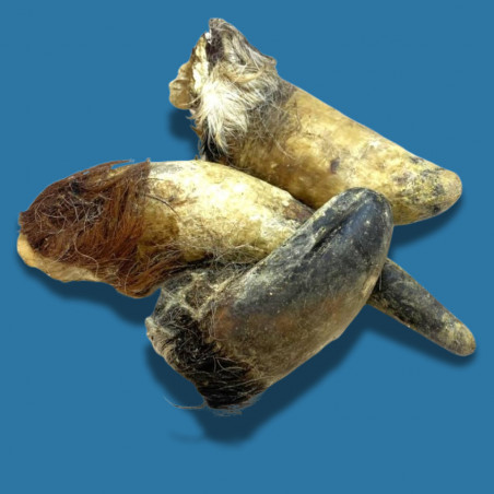 Corne de bœuf pleine avec poils XL