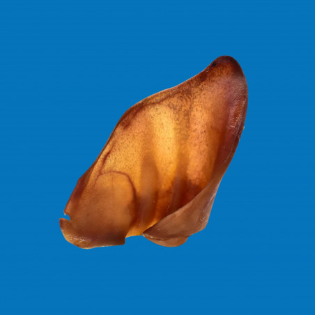 Oreille de Porc XL