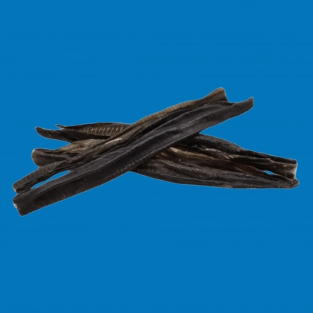 Morceau de peau de poisson-chat