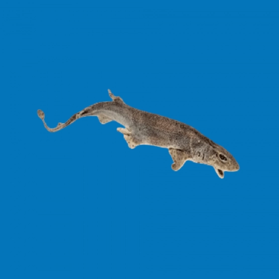 Requin Séché pour Chien – Snack Durable & Sain
