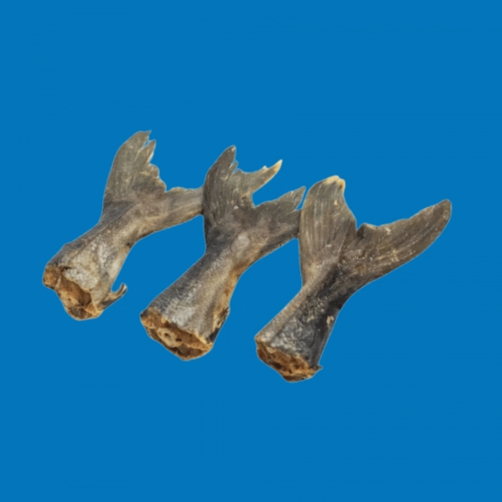 Queue de Kingfish Séchée – Snack Naturel pour Chien