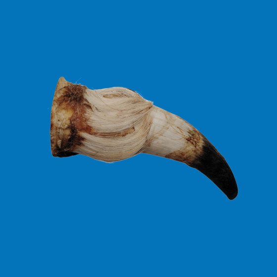 Corne de boeuf creuse