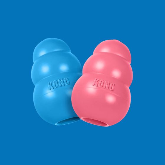 Kong puppy