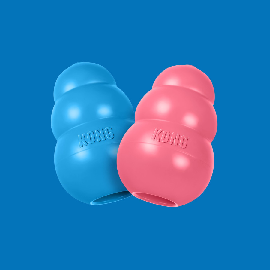 Kong puppy Kong puppy