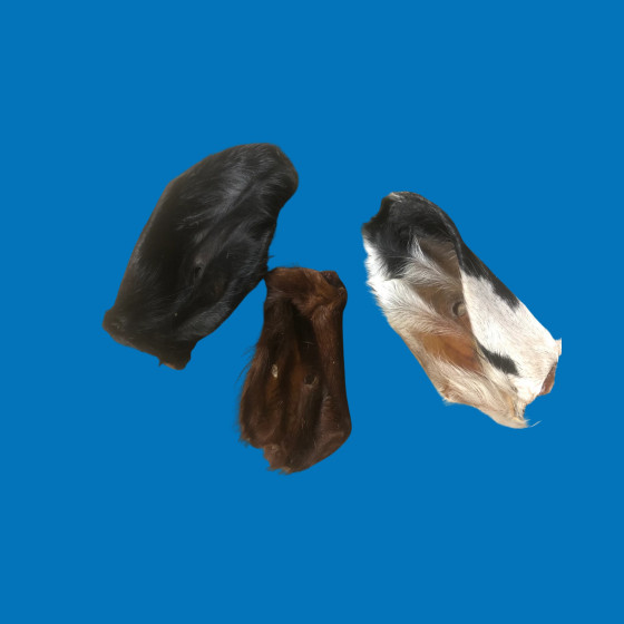 Oreille d'agneau poilue