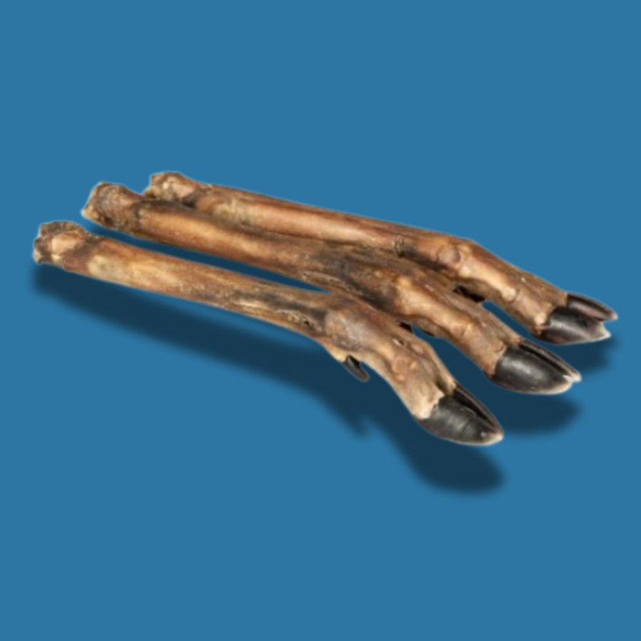 Jambe de cerf poilue L