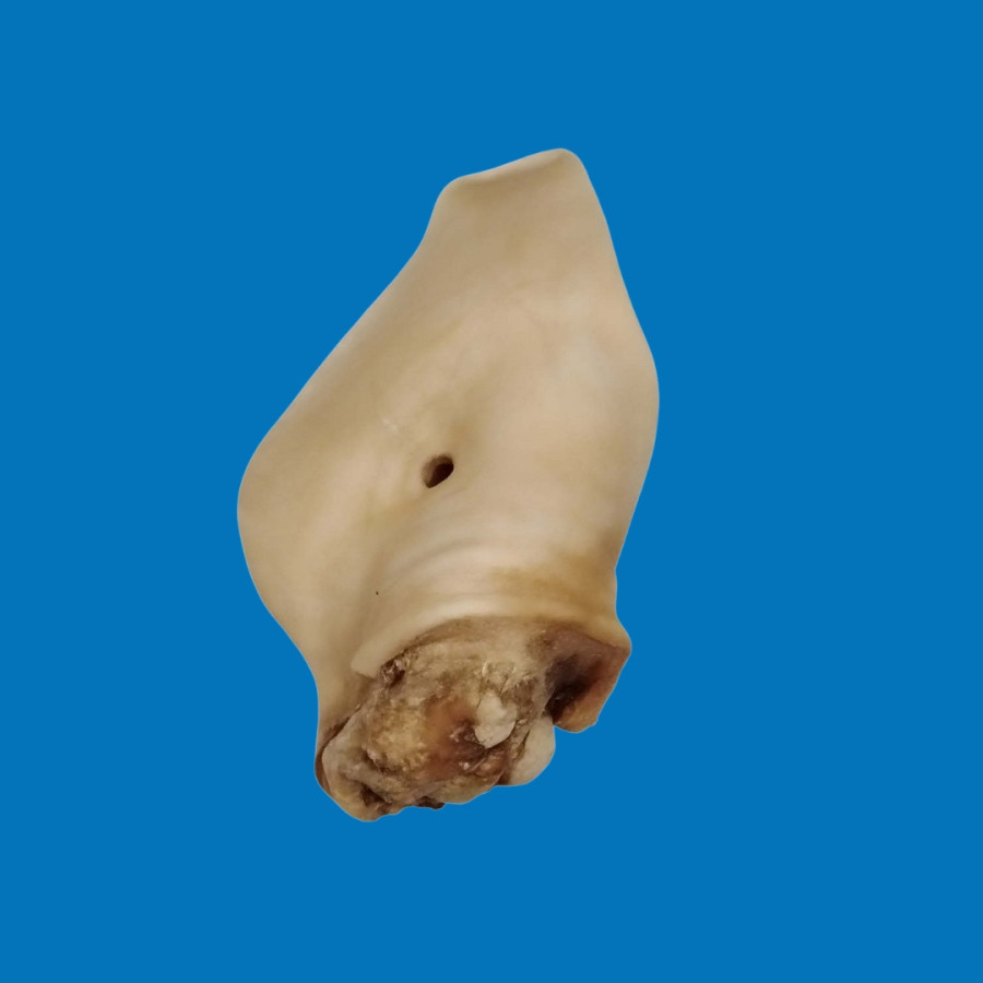 Oreille de Boeuf Naturelle