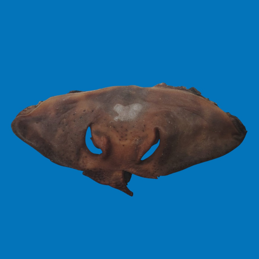 Museau de bœuf naturel