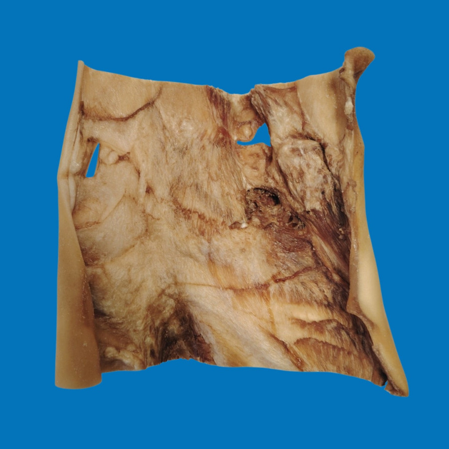 Plaque de Peau de Bœuf 40x40cm