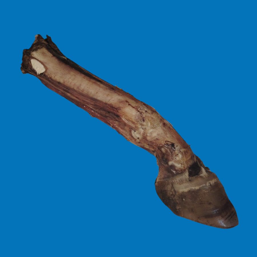 Pied de bœuf avec Sabot XXL