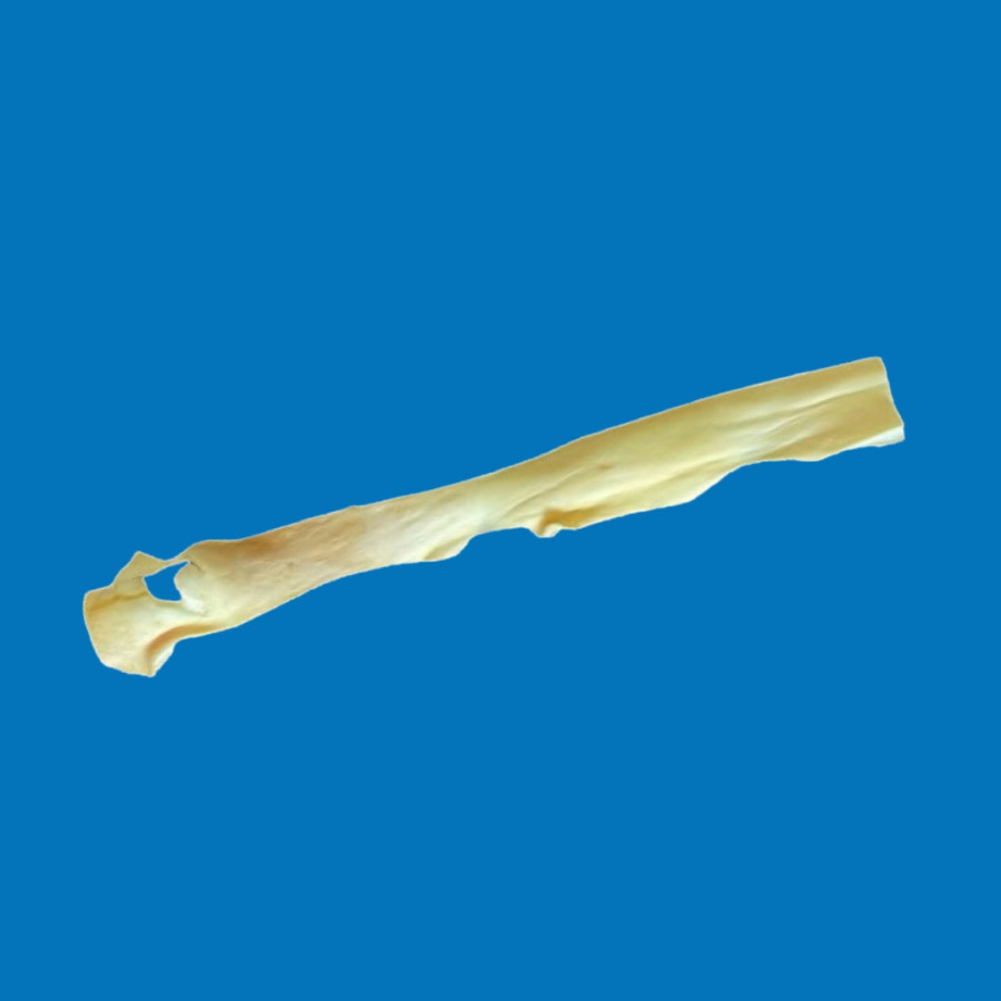 Peau de Tête de Bœuf 70cm