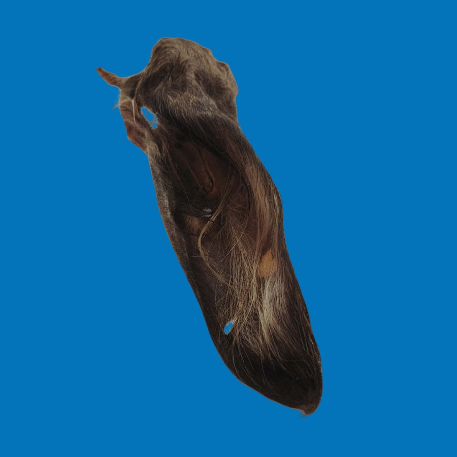 Oreille de boeuf poilue XL