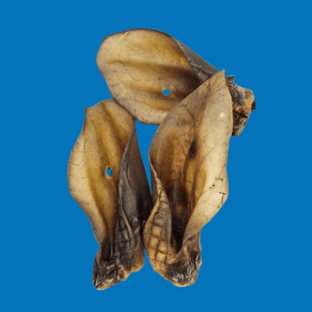 Oreille de bœuf Premium avec cartilage