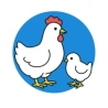 Poules et volailles